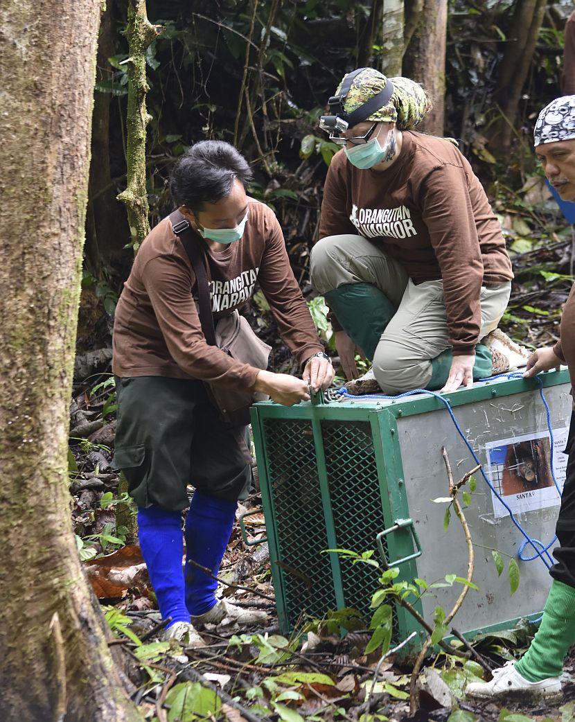 Orangutan being released into the wild