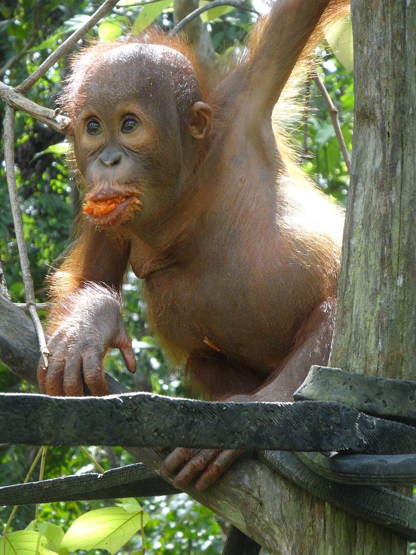 What do Orangutans eat?