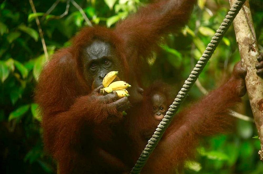 Baby Orangutan With Mother - Semenggoh