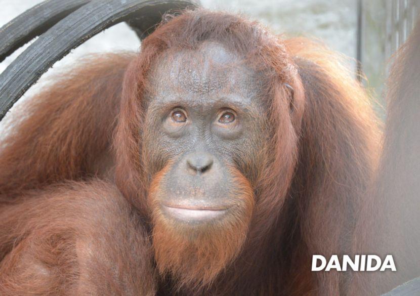 Orangutan release programme