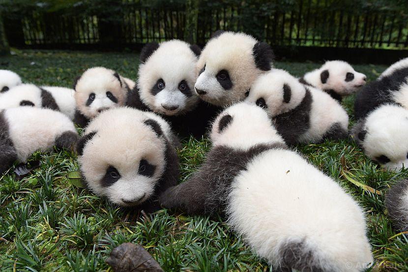 A bundle of panda cubs
