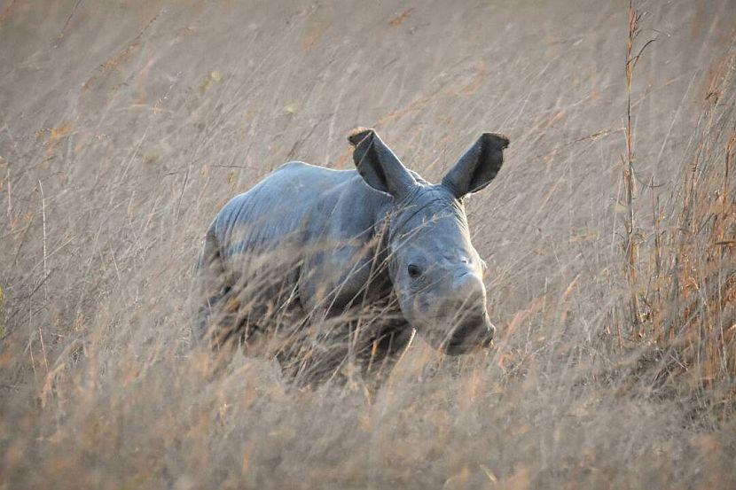 Baby White Rhino in Zimbabwe