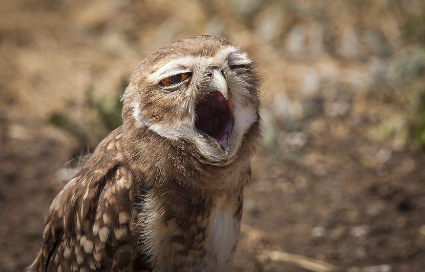 Yawning owl
