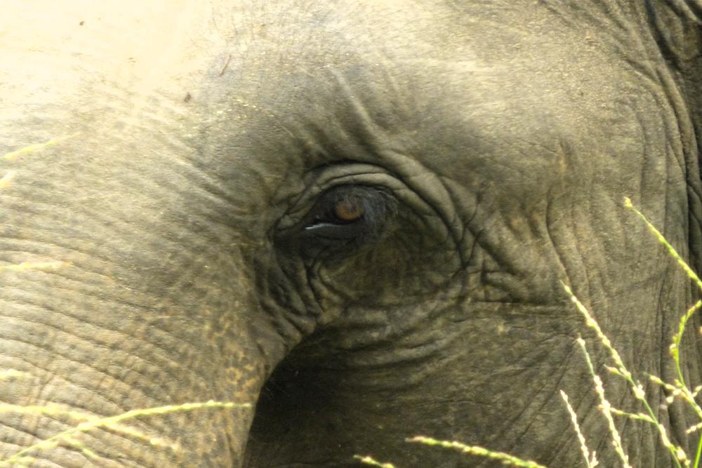Close up of an Asian Elephant at The Great Elephant Project