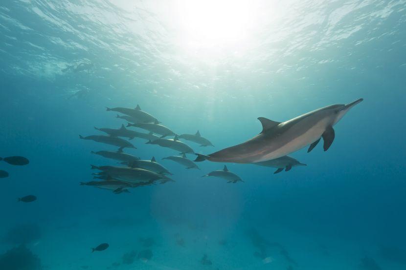 Spinner Dolphins In The Red Sea 