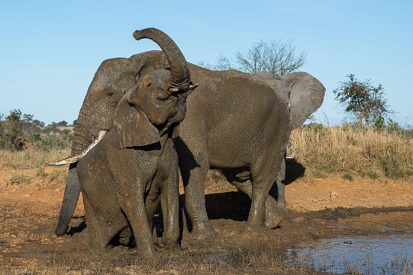 Elephant Bathing in Zimbabwe