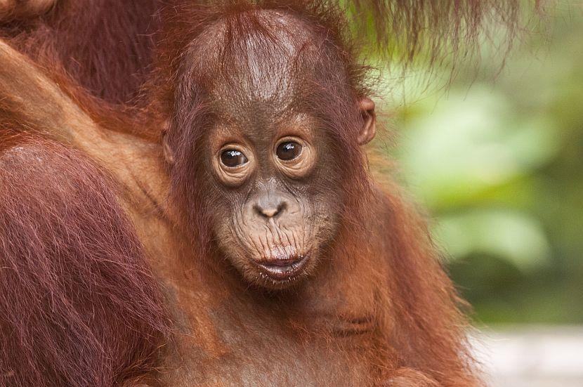 Cute baby orangutan