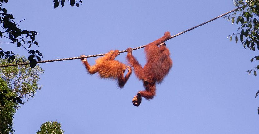 Review of The Great Orangutan Project 