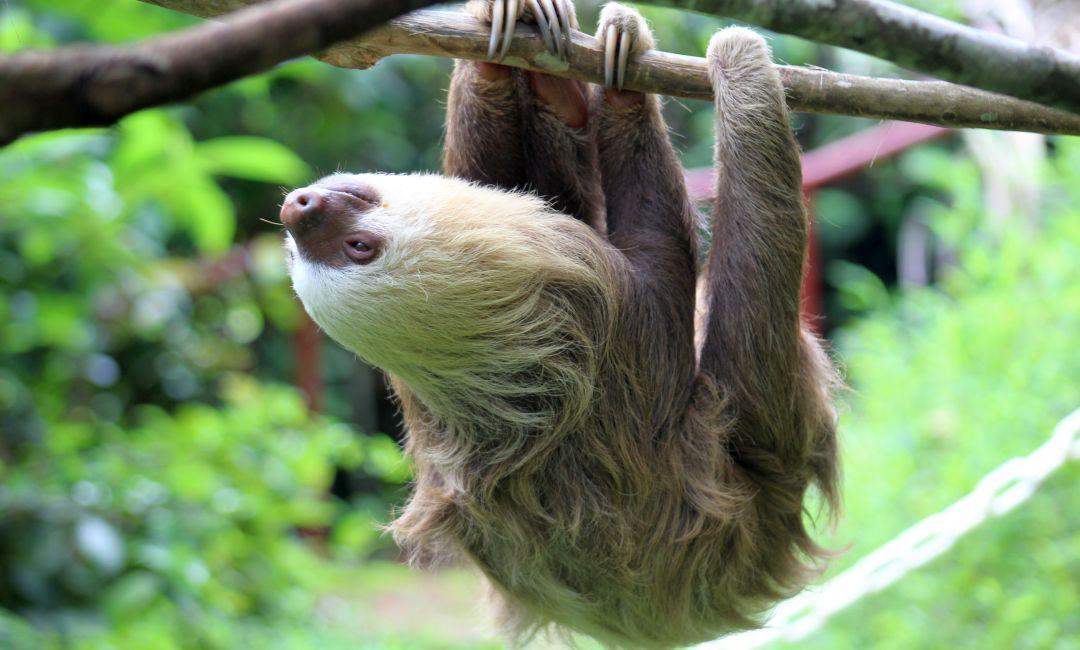 Sloth Hanging From Tree on Sloth Conservation and Wildlife Experience