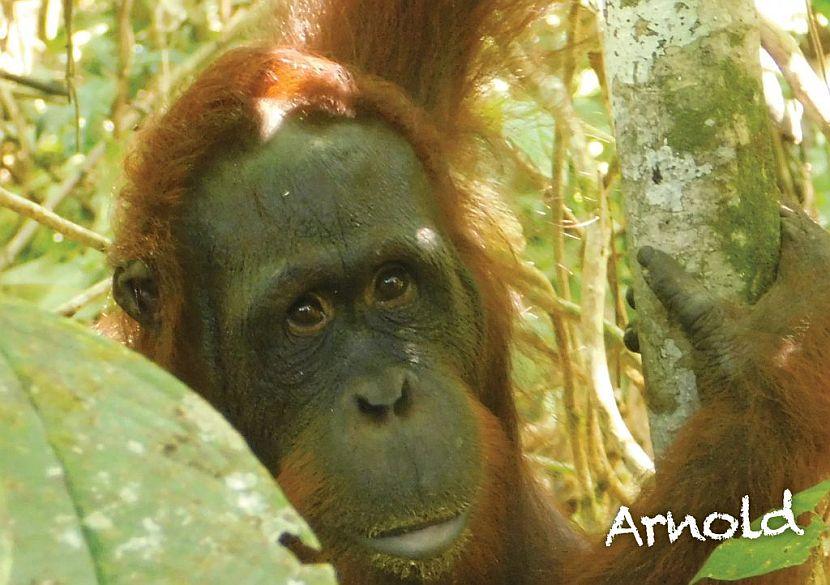 Orangutan release Samboja Lestari
