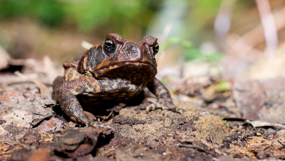 Invasive Cane Toad