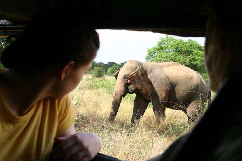 Volunteer with elephants in Sri Lanka 