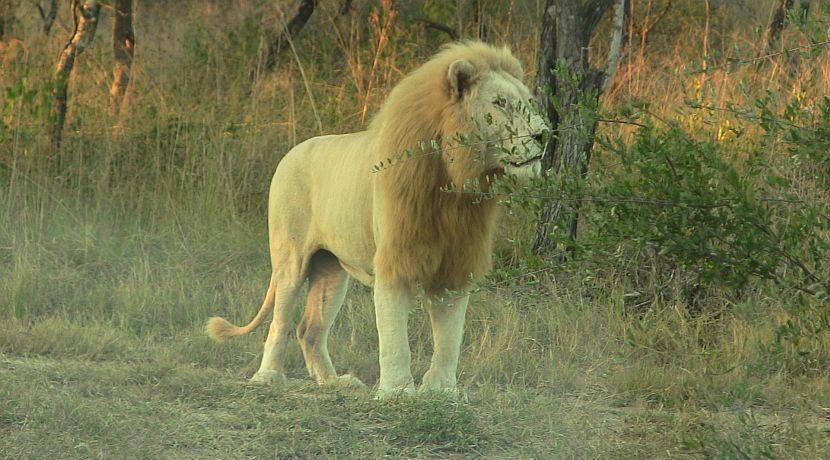 Letaba the white lion
