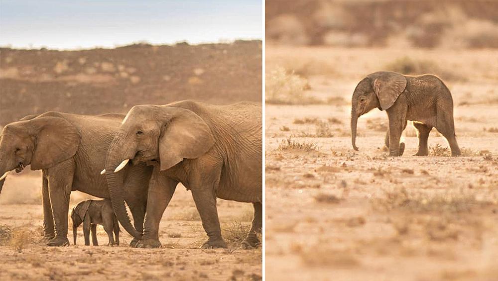 Baby Fiori - Desert Elephants in Namibia