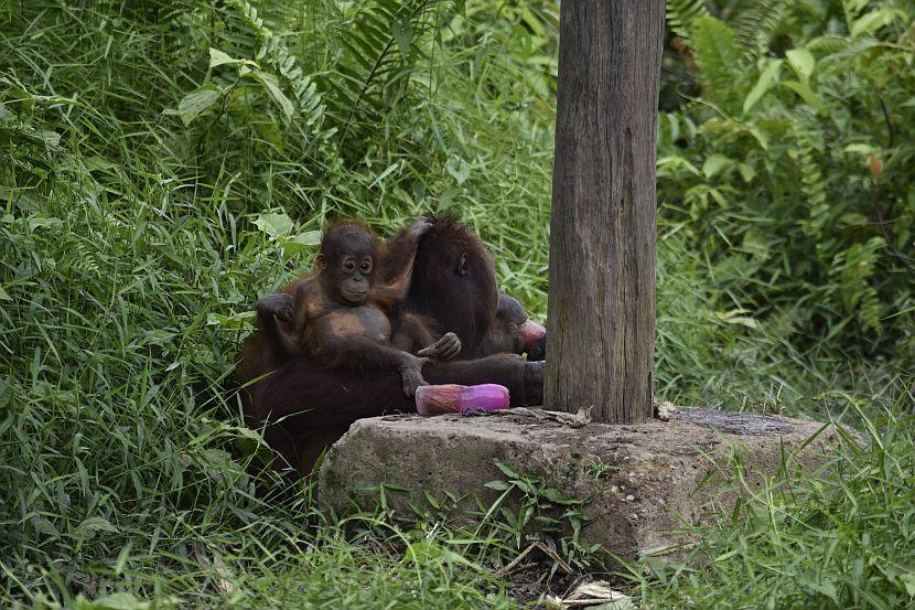 Orangutan at Samboja Lestari