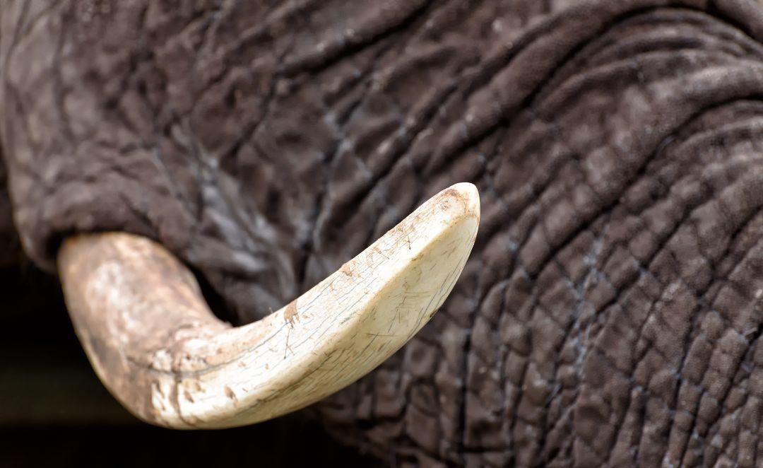 Elephant Ivory - Ivory Trade South Africa (World Animal Day 2018) The Great Projects