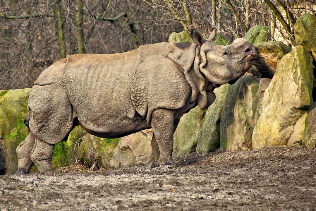 Indian Greater One Horned Rhino In National Park - The Great Projects
