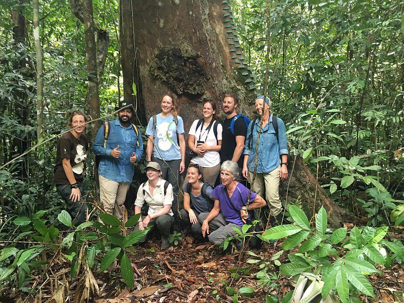 Orangutan Volunteers in Borneo