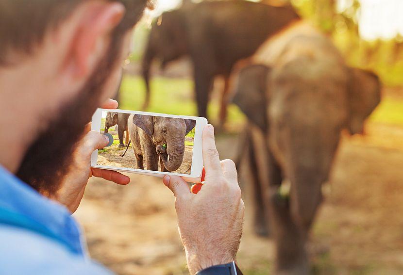 Taking photo of an elephant
