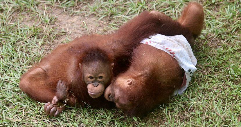 Baby orangutans playing together in Borneo
