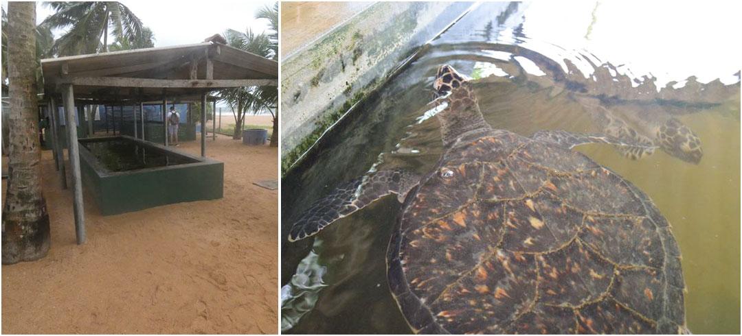 Holding Stores And Feeding Hawksbill and Loggerhead Sea Turtles at The Great Turtle Project Sri Lanka