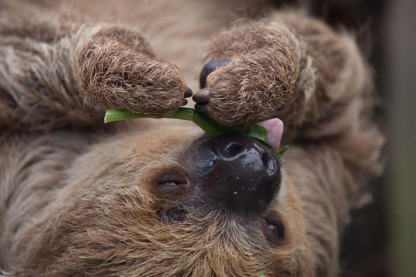 Two-Toed Sloth Eating Leaf