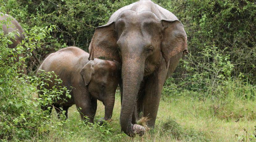 Elephant Mother and Baby at The Great Elephant Project