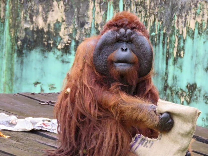 Aman With Enrichment At The Great Orangutan Project