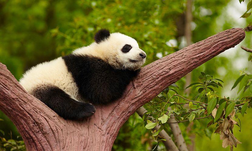 Baby panda sleeping in tree