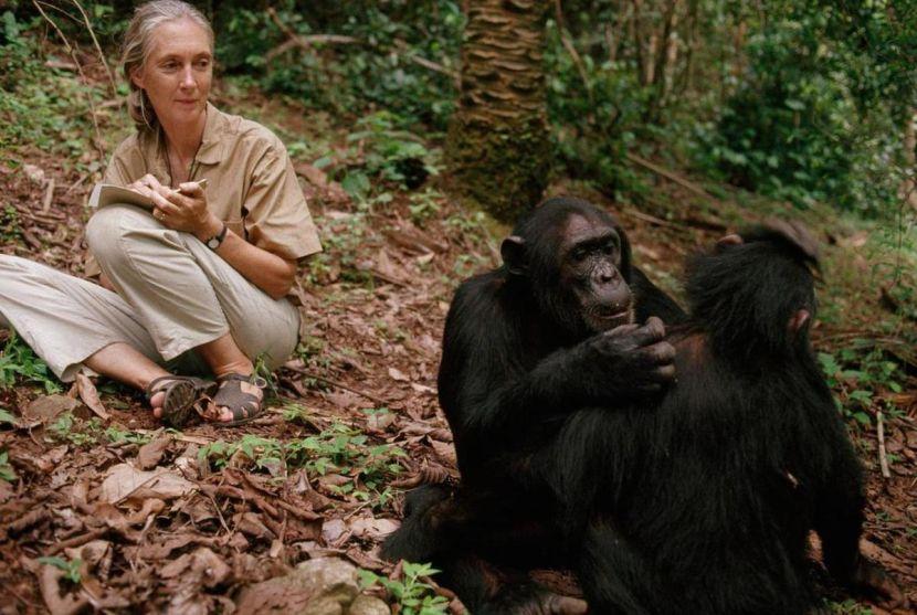 Jane Goodall With Chimps