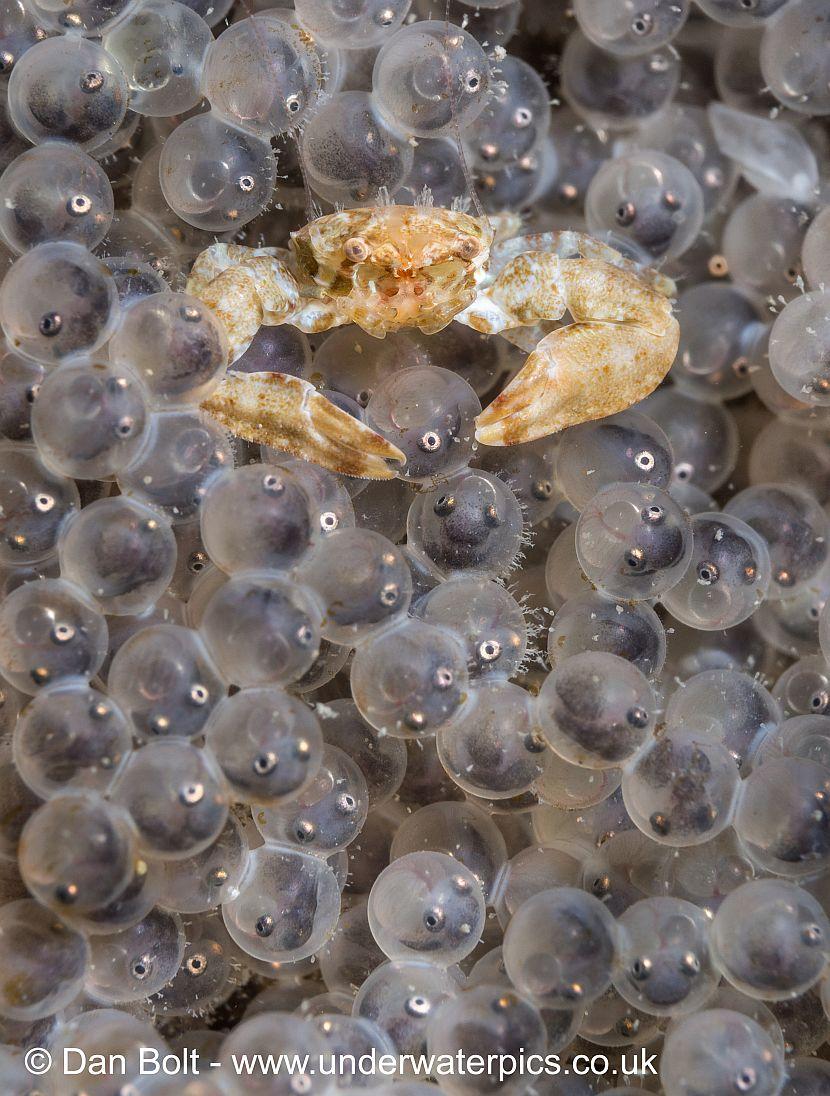 Crab on fish eggs