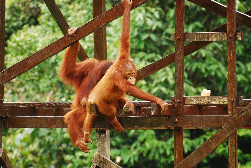Orangutans climbing