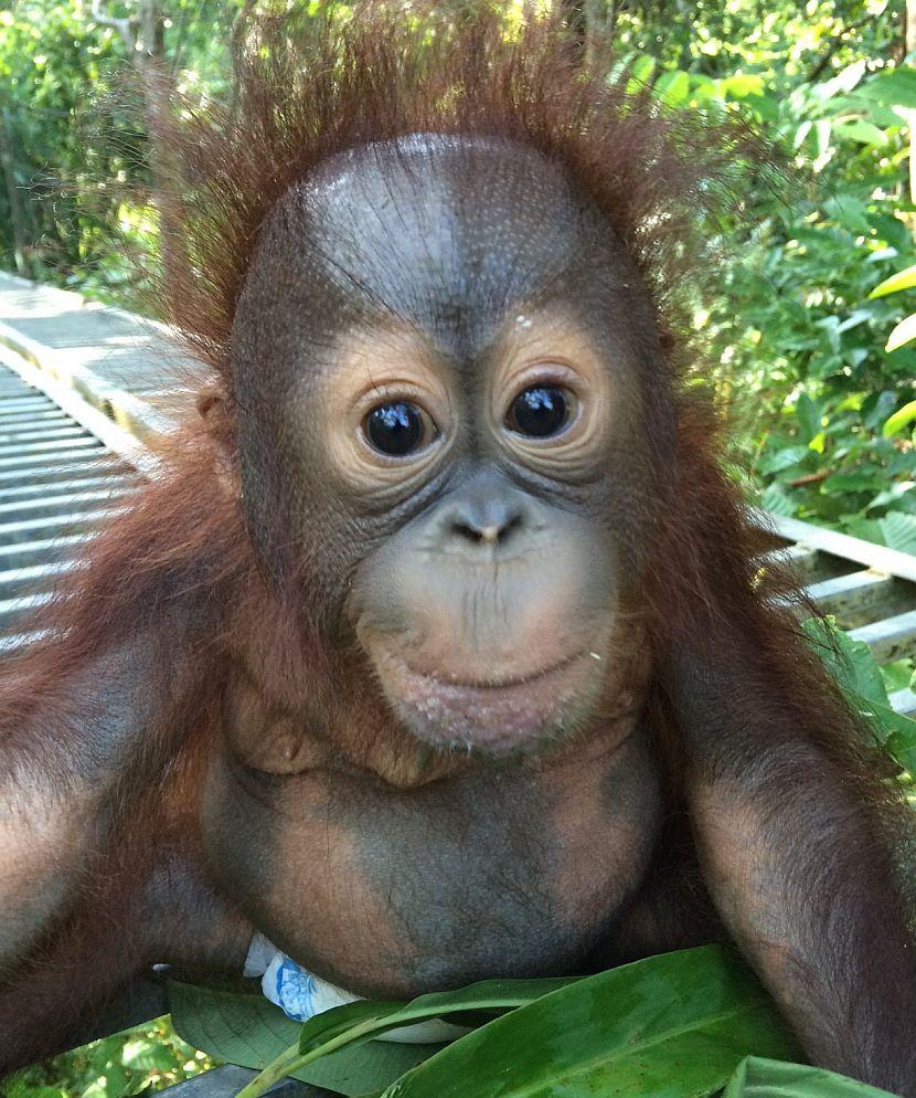 Changing an animals life orangutan Borneo
