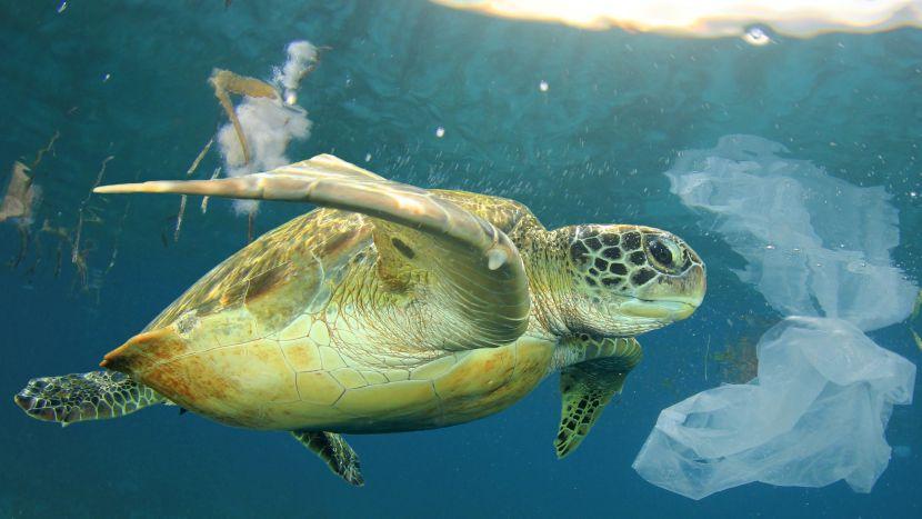 Turtle swimming amongst plastic in the ocean