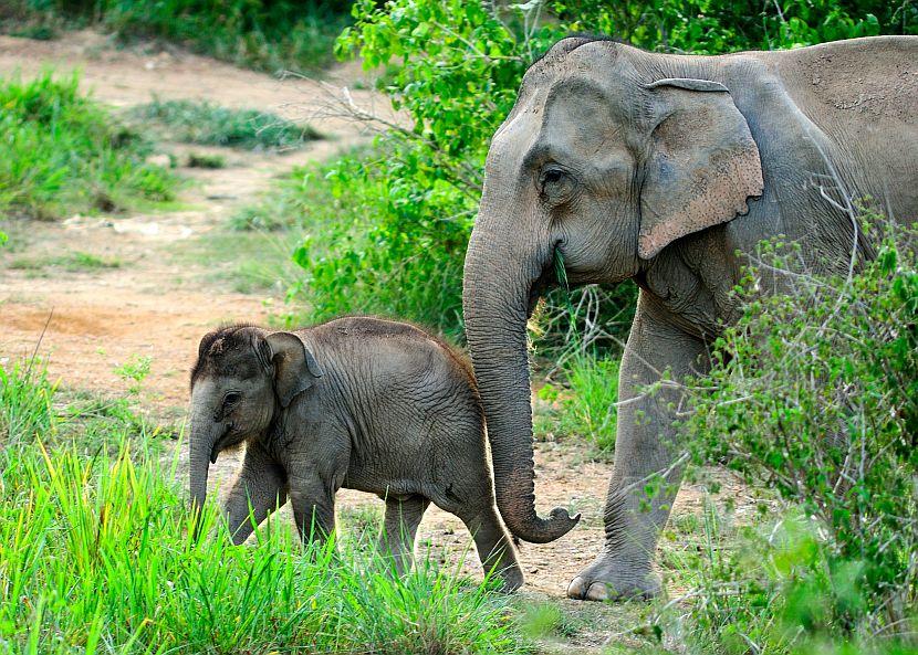 Elephant and mum