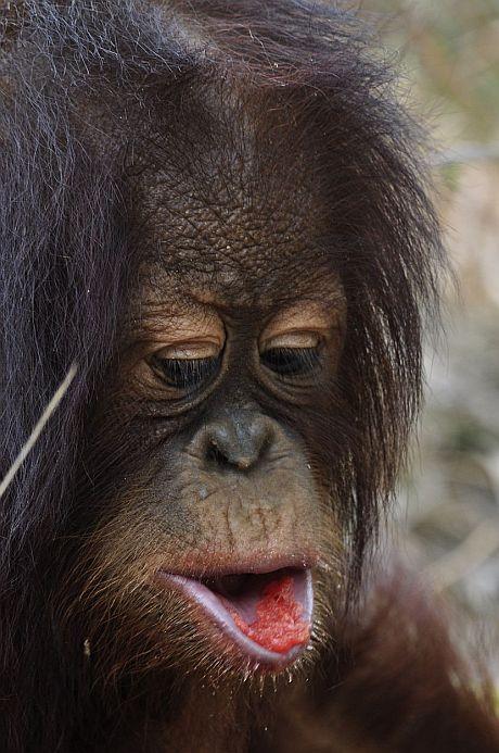 Harriet the baby orangutan