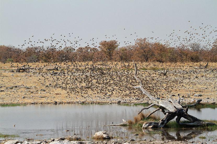 Namibia birds