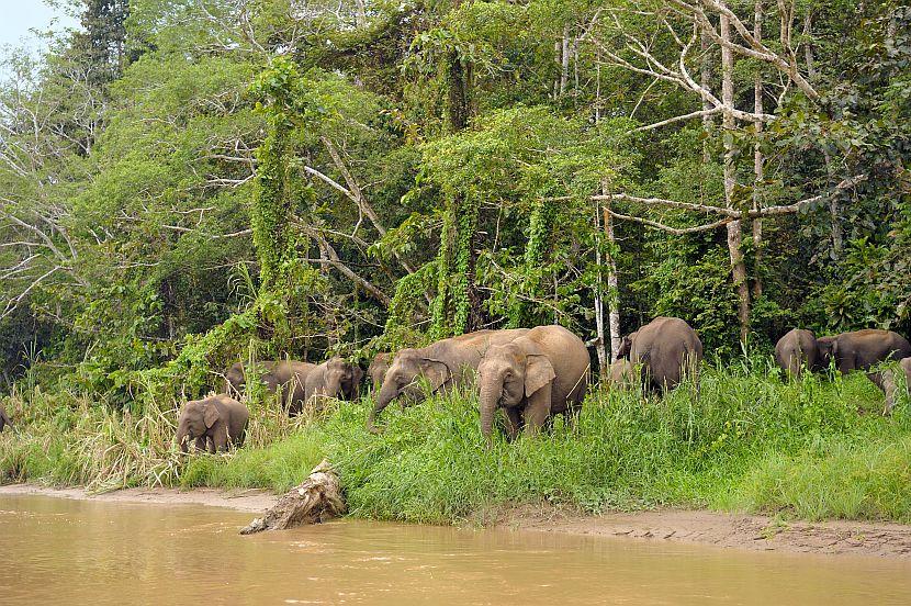 Borneo Elephants