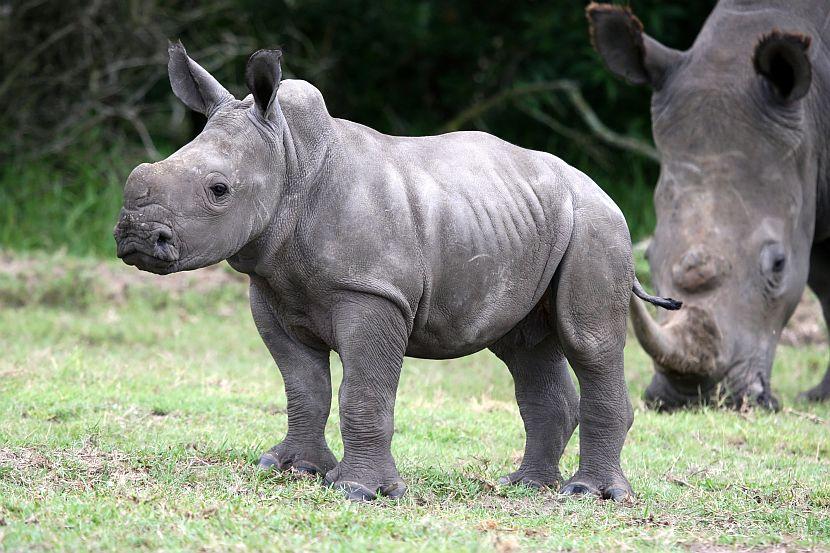 pregnant animals giving birth to a baby