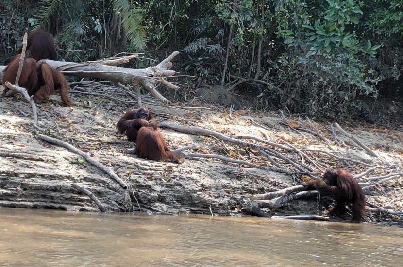 Orangutan Islands at Nyaru Menteng Orangutan Sanctuary