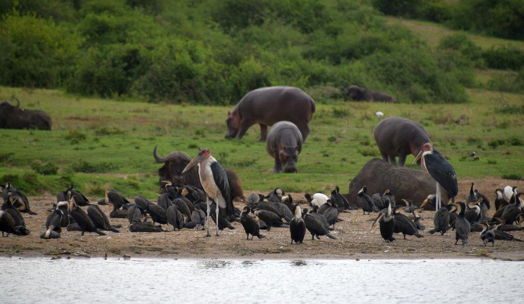 Hippos & Wildlife at the Kazinga Channel in Uganda - The Great Gorilla Project 