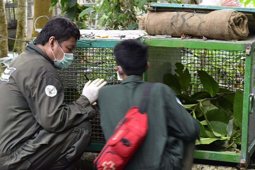 Orangutan Release