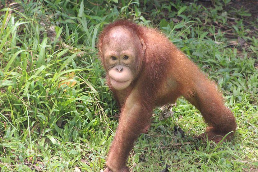 Orangutan Volunteer