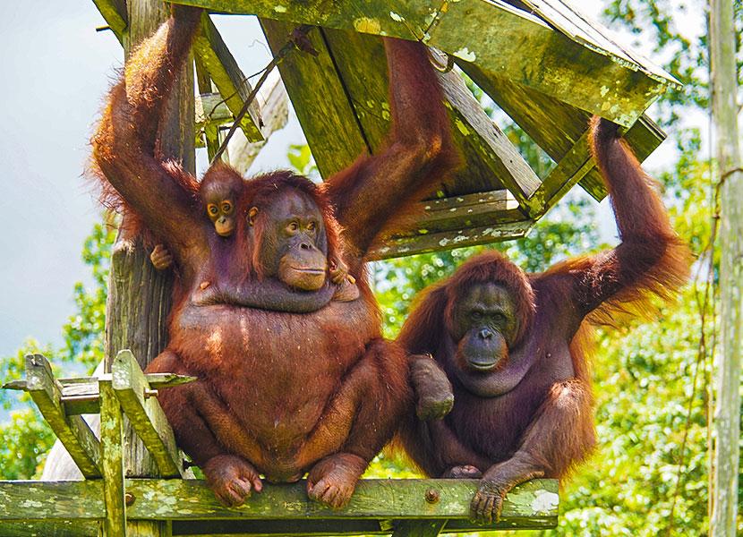 orangutans in borneo