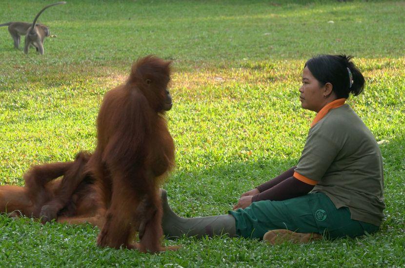 Baby Orangutan Playground at the Nyaru Menteng Orangutan Sanctuary