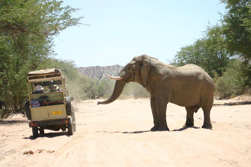 Namibia Elephant