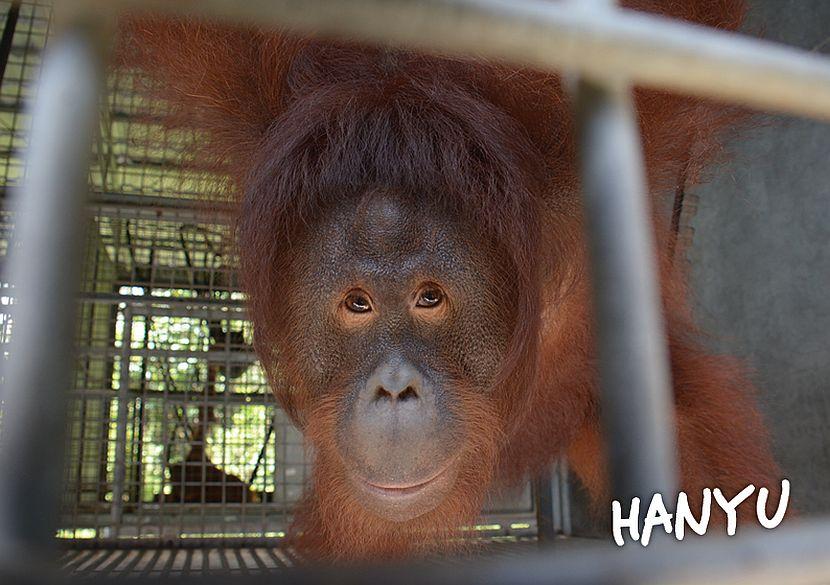 Hanyu the orangutan