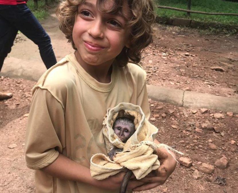 Rescued monkey