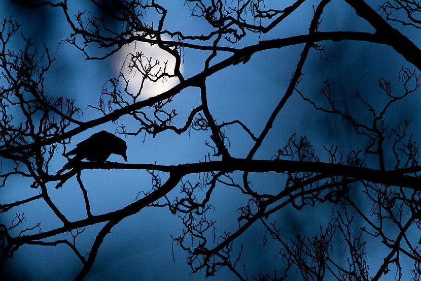 Moon and the Crow