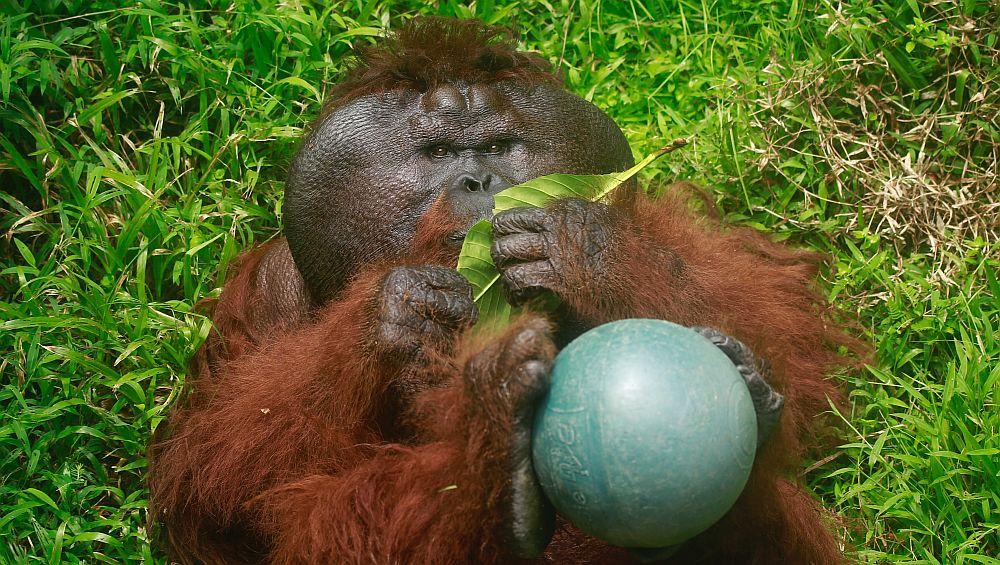 Aman - The Great Orangutan Project